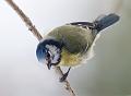 Blåmeis -European blue tit (Cyanistes caeruleus) 